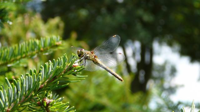 Fly!!!!