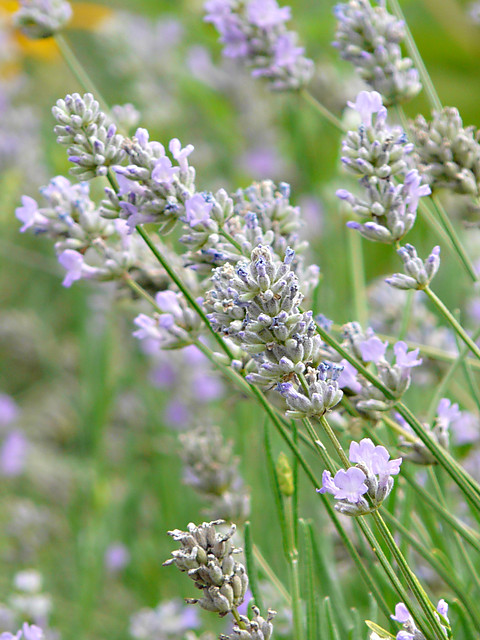 Lavender.