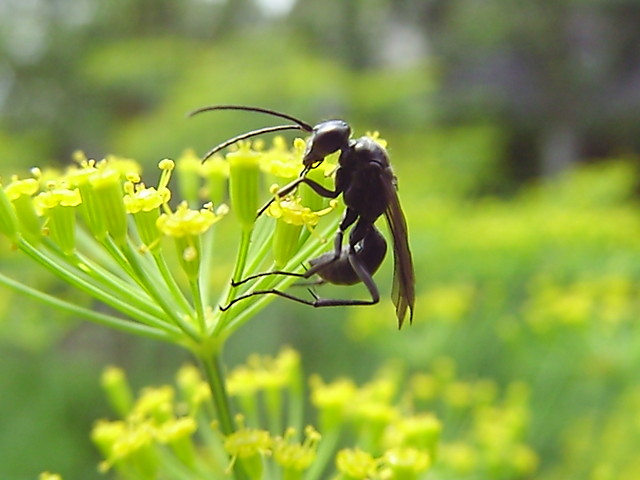 Wpis passerose