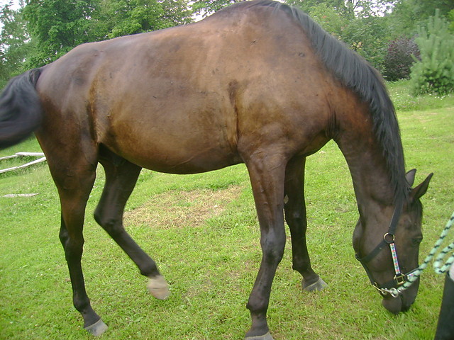 Cenzusek ;   *
