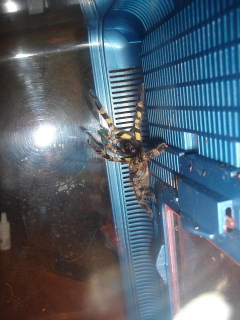 P. regalis