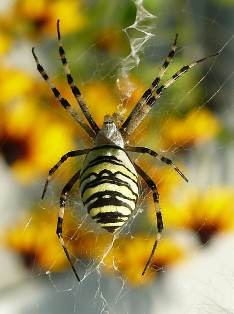 Spider
