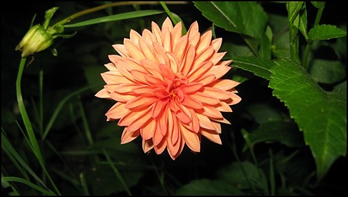 Dalia??? ;)