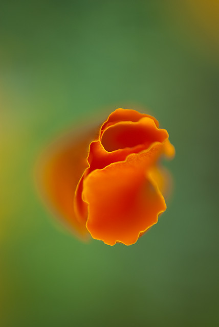 macro
