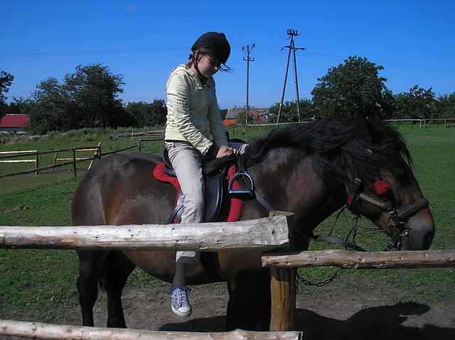 Konik 
