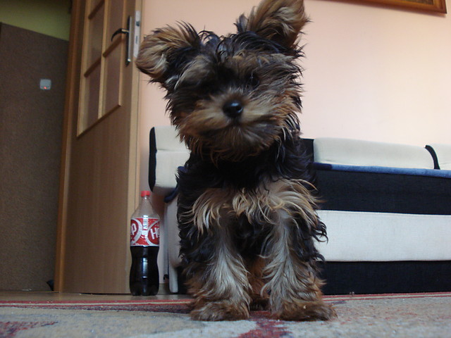 Moj tygrysek :):D