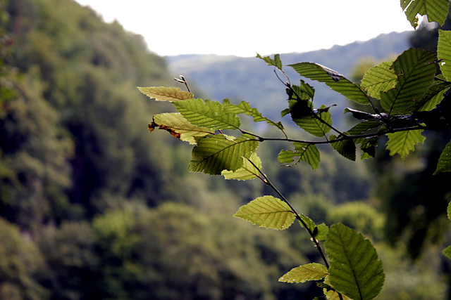 Wpis magnopereanimavilis