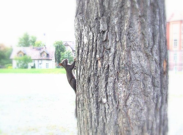 Wpis photokitty