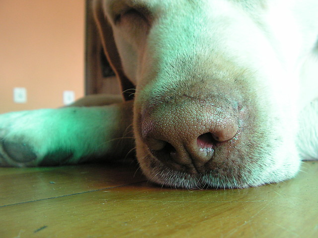 dogpicture.