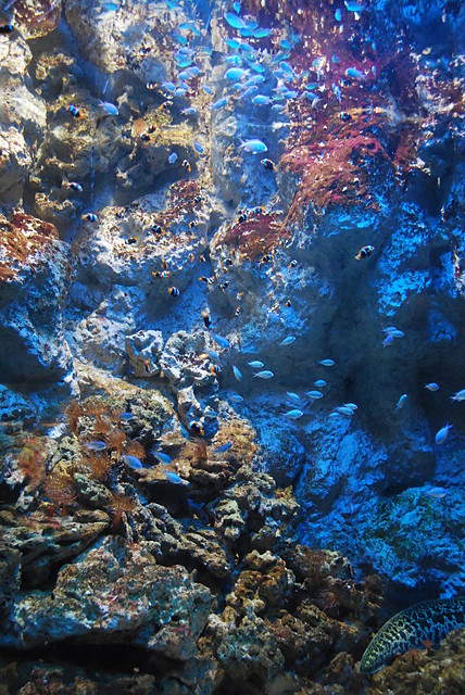 Oceanarium