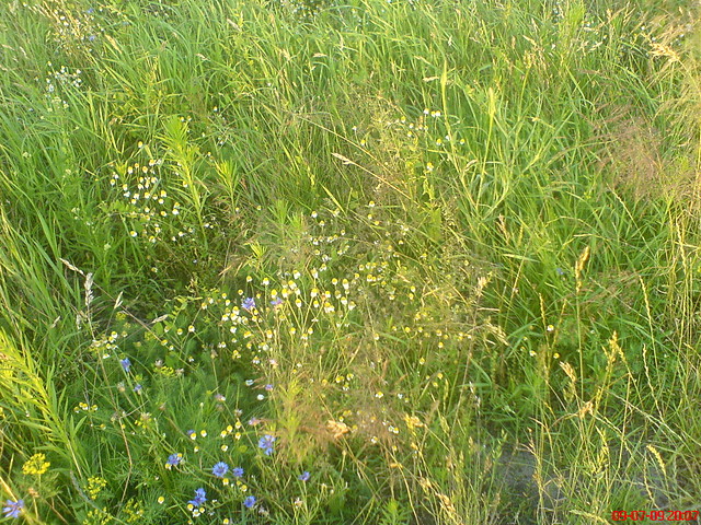 Urodzinki ^ ^