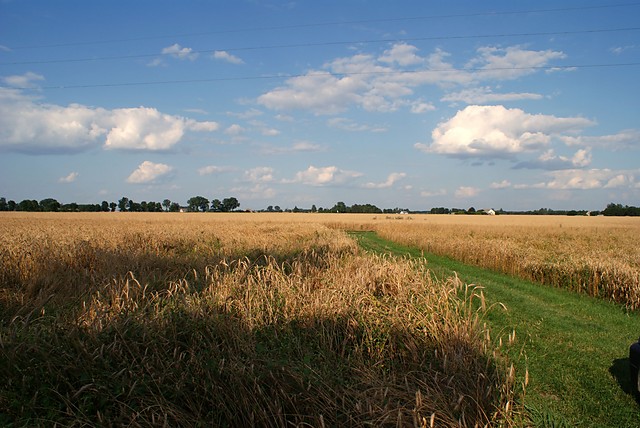 gdzie