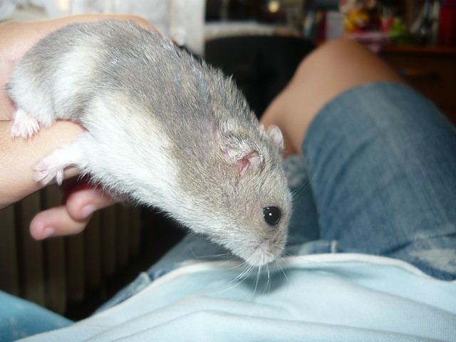 Chomiczek