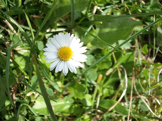 Stokroteczka