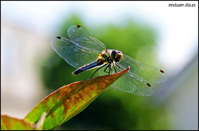 dragonfly.