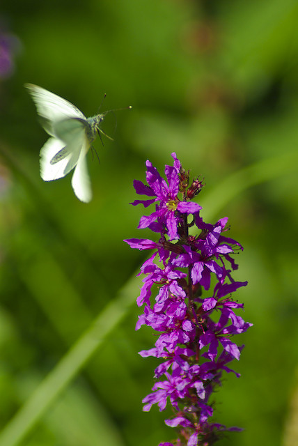 Schmetterling