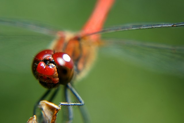 Waka