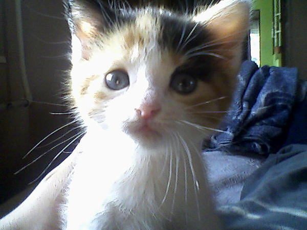 Kicia!