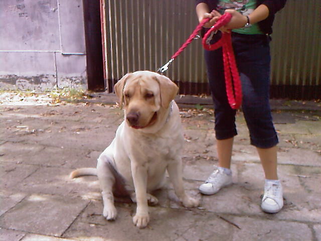 nasze doGi teN jadziUsi ;p