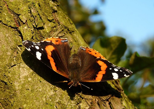 Motyl.