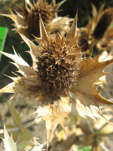 Wpis pannaporabana