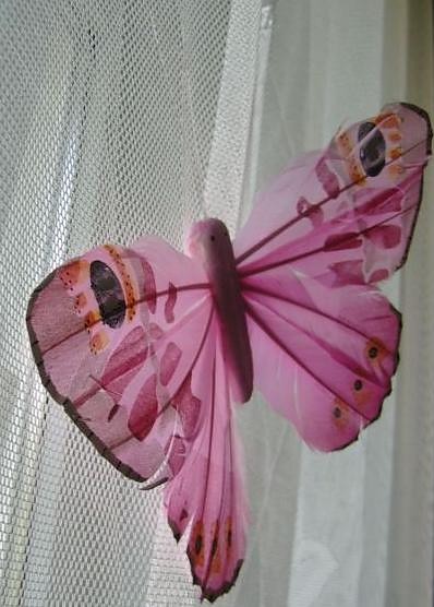 butterfly..