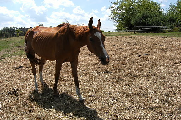 arabka