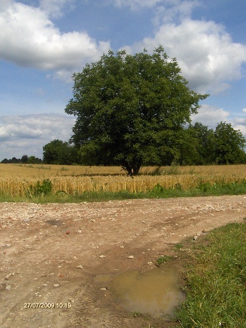W drodze