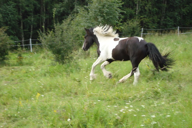 Gallia