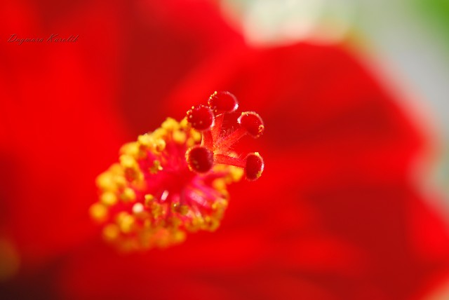 Macro.