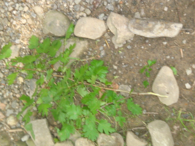  CBNF