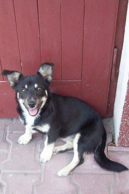 mOjA:)