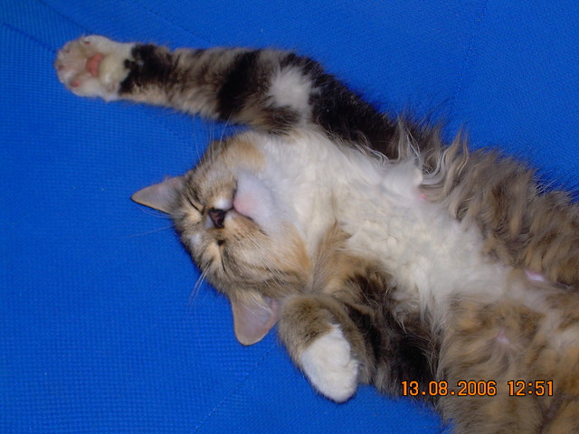 kicia