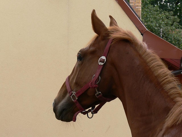 Kalif