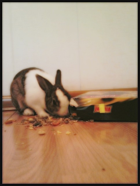 Pypcio :D