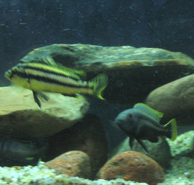 rybolki
