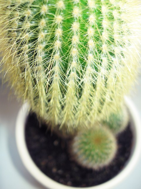 Kaktus . 