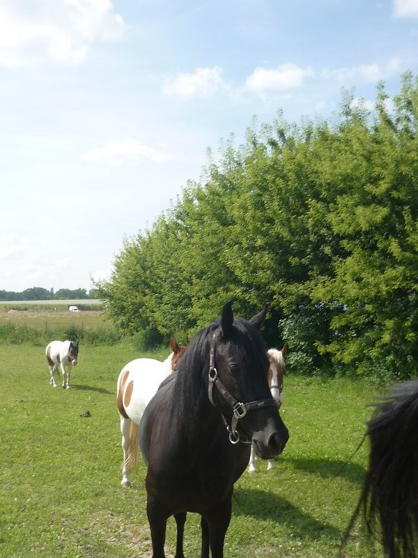 Wpis veine01