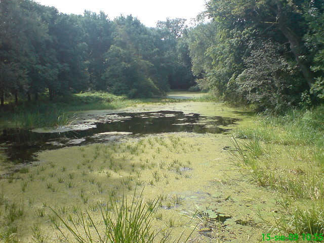 rokola