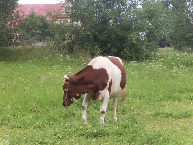 Wpis hubi221978