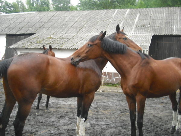 Juna i Szanon 