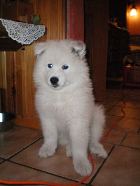 Kiro