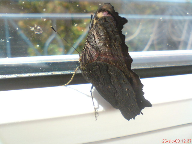 Wpis piotrasz