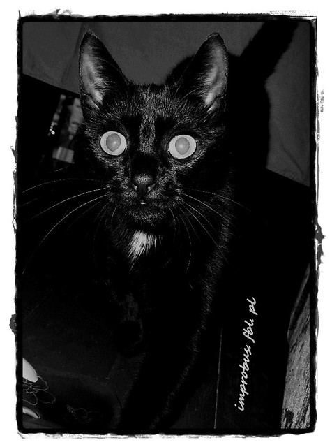 Misuszi