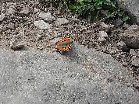 Butterfly 