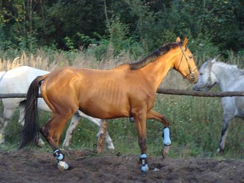 Wpis indigoboy