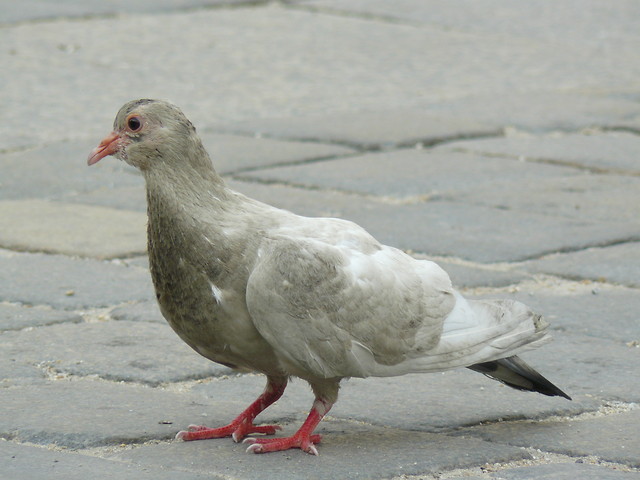 8.