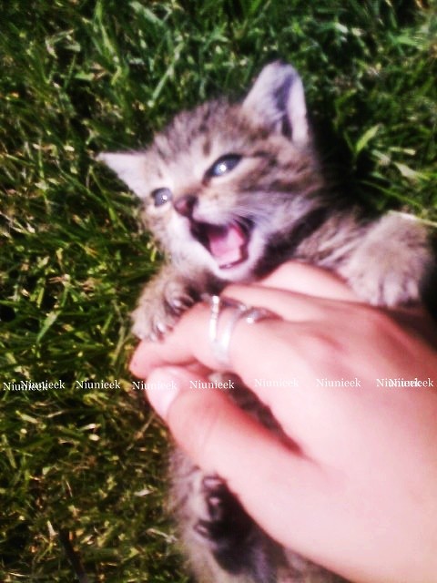 Niunieek; )) 
