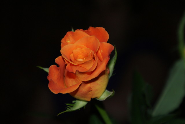 Lustrzankowe ^^
