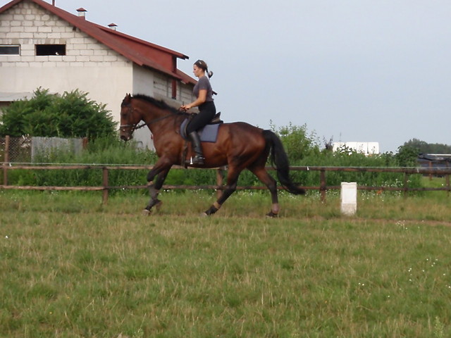 Galop, prawie idealny.....